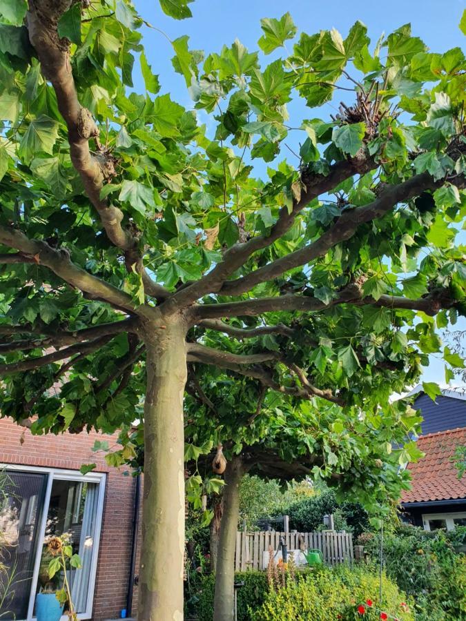 Walvisch Van Ghyspe Wormer Bagian luar foto